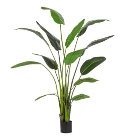 PIANTA STRELITZIA C-VASO 13FOGLIE H235