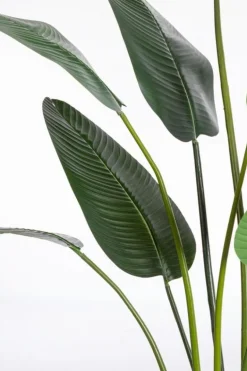 PIANTA STRELITZIA C-VASO 13FOGLIE H235