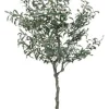 PIANTA ULIVO C-VASO 984FOGLIE H156