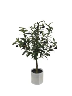 PIANTA ULIVO C-VASO H65