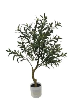 PIANTA ULIVO C-VASO H90