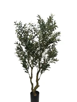 PIANTA ULIVO C-VASO H180