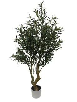 PIANTA ULIVO C-VASO H150