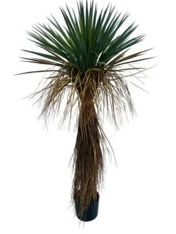 PIANTA YUKKA ROSTATA C-VASO H120