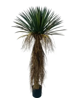 PIANTA YUKKA ROSTATA C-VASO H150