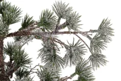 PINO SNEFFELS GHIACCIATO H90