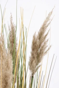 RAMO GYNERIUM PAMPAS H100