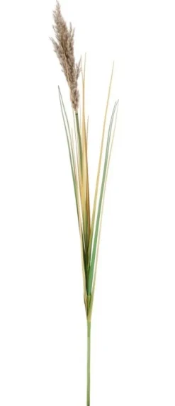 RAMO GYNERIUM PAMPAS H110